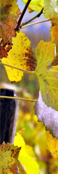 Close-up of a Grape Vine